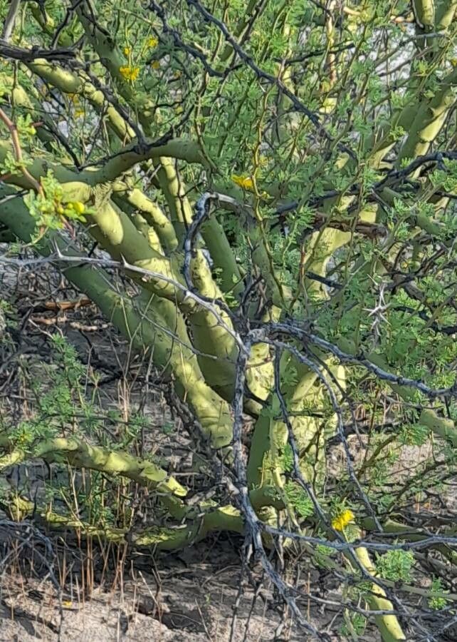 Parkinsonia praecox bark