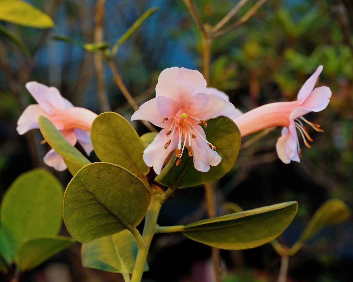 Rhododendron haematophthalmum — houseplant care guide