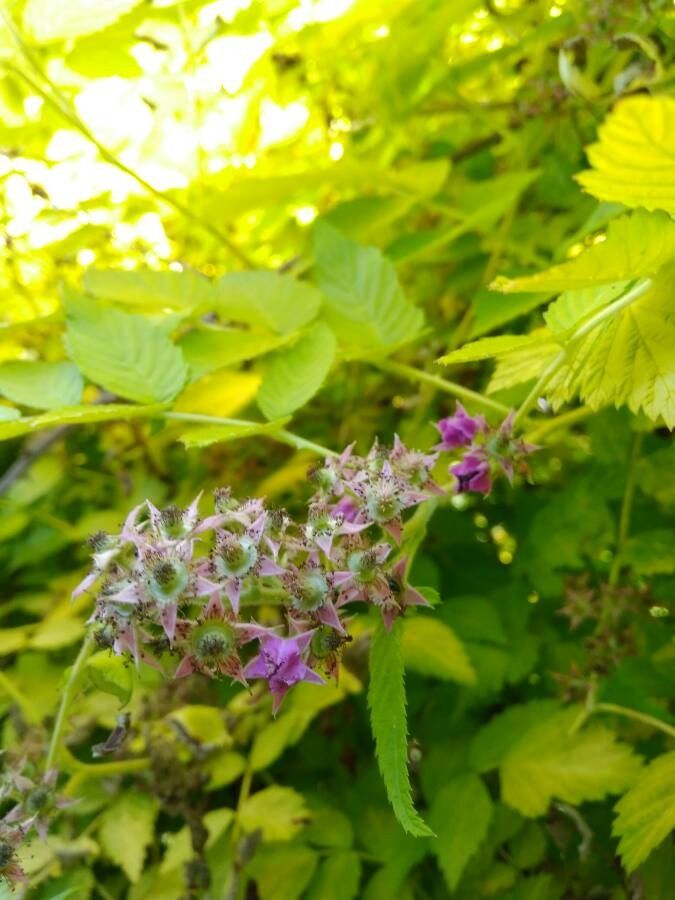 Rubus cockburnianus flower