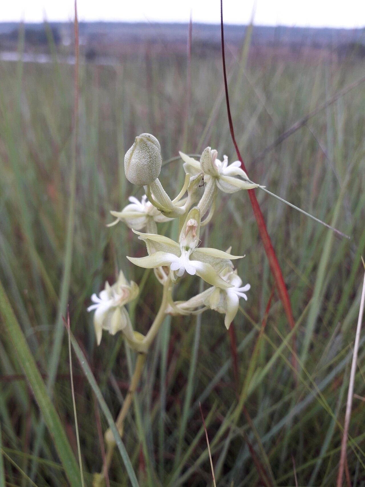 Habenaria calvilabris flower