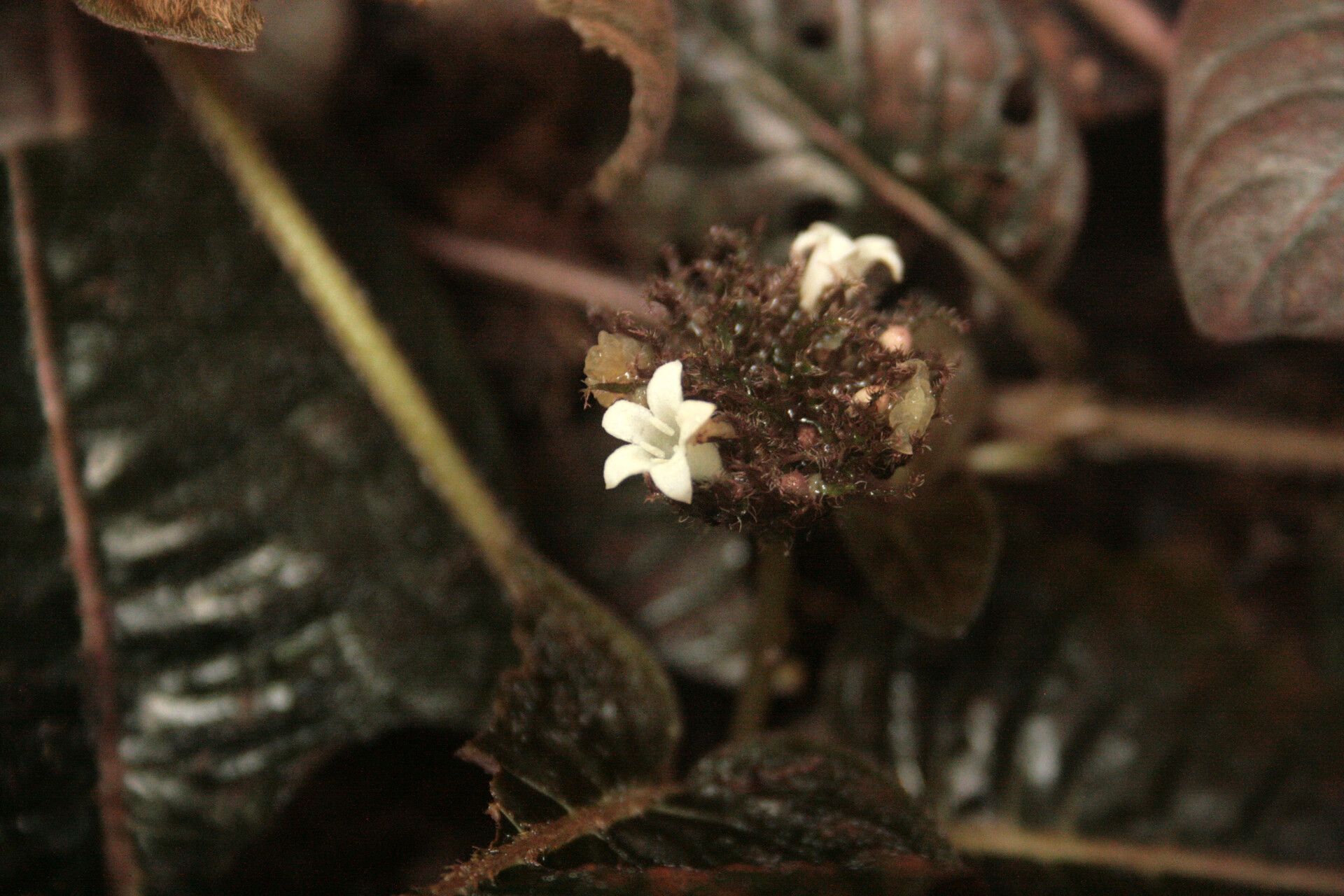 Palicourea alba flower