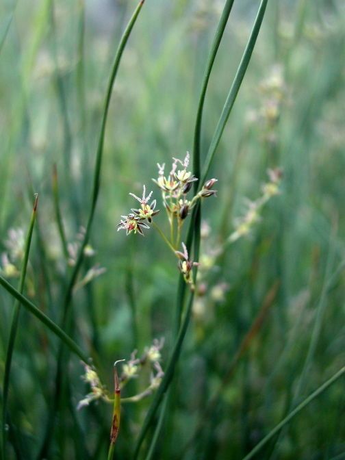 Juncus pictus flower