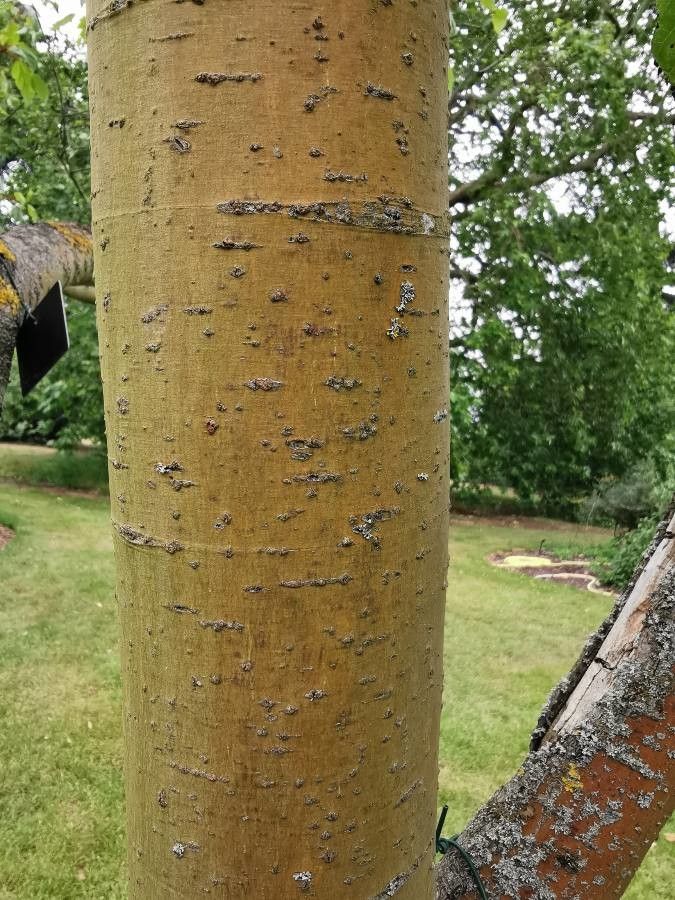 Acer stachyophyllum bark