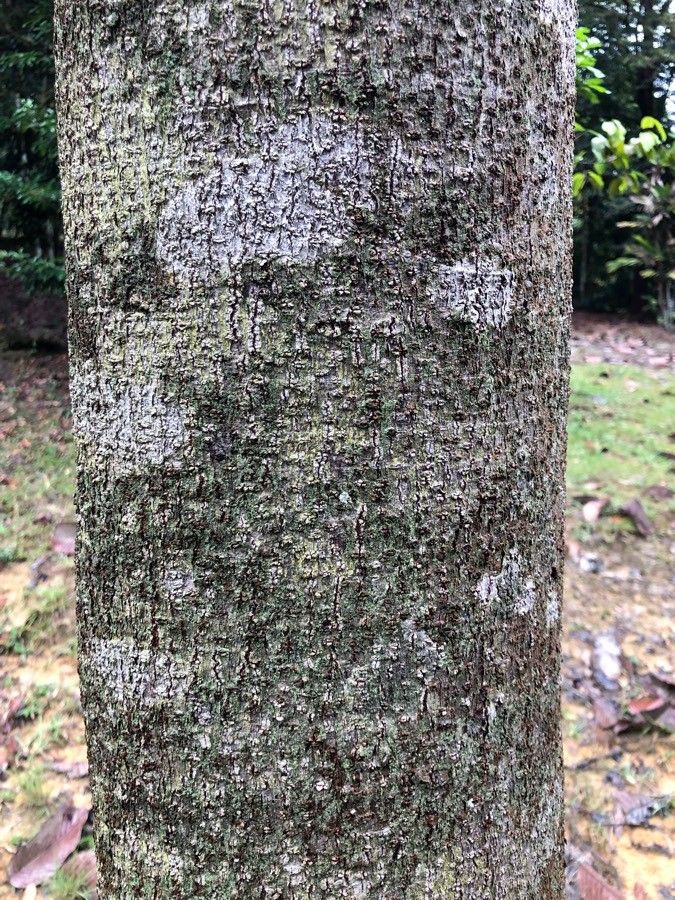 Dipterocarpus verrucosus bark