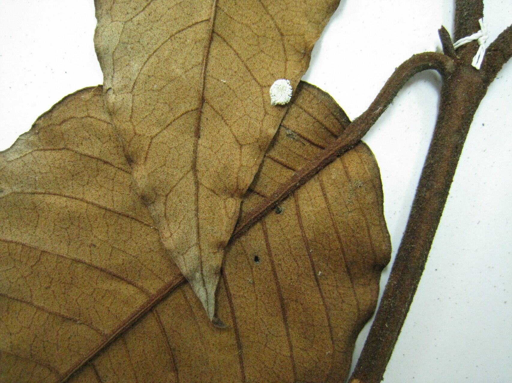 Vismia latifolia — houseplant care guide