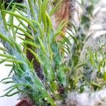 Austrocylindropuntia vestita