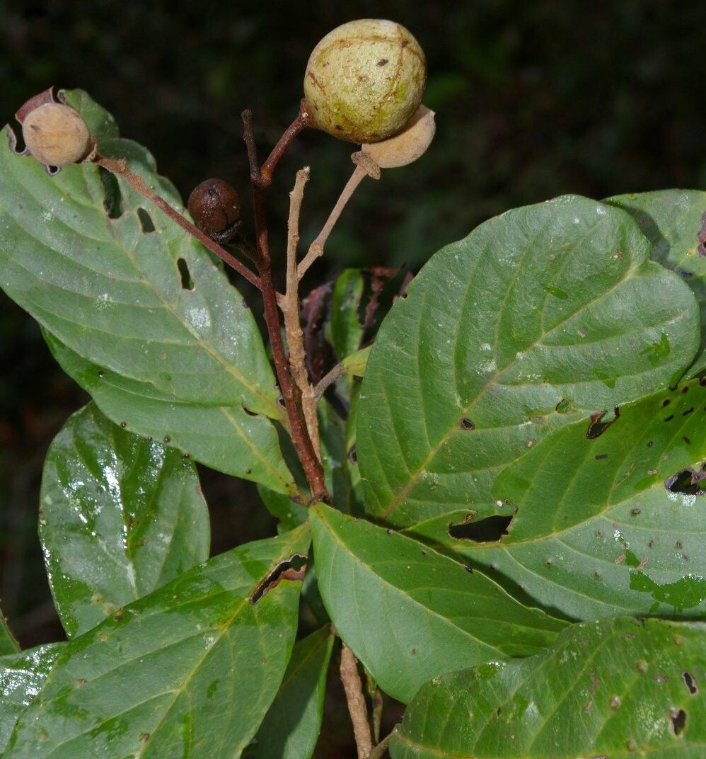 Sloanea floribunda — houseplant care guide