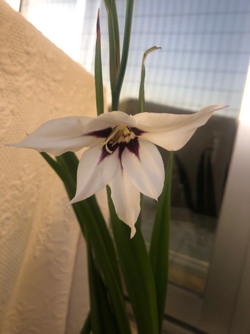 Gladiolus murielae flower