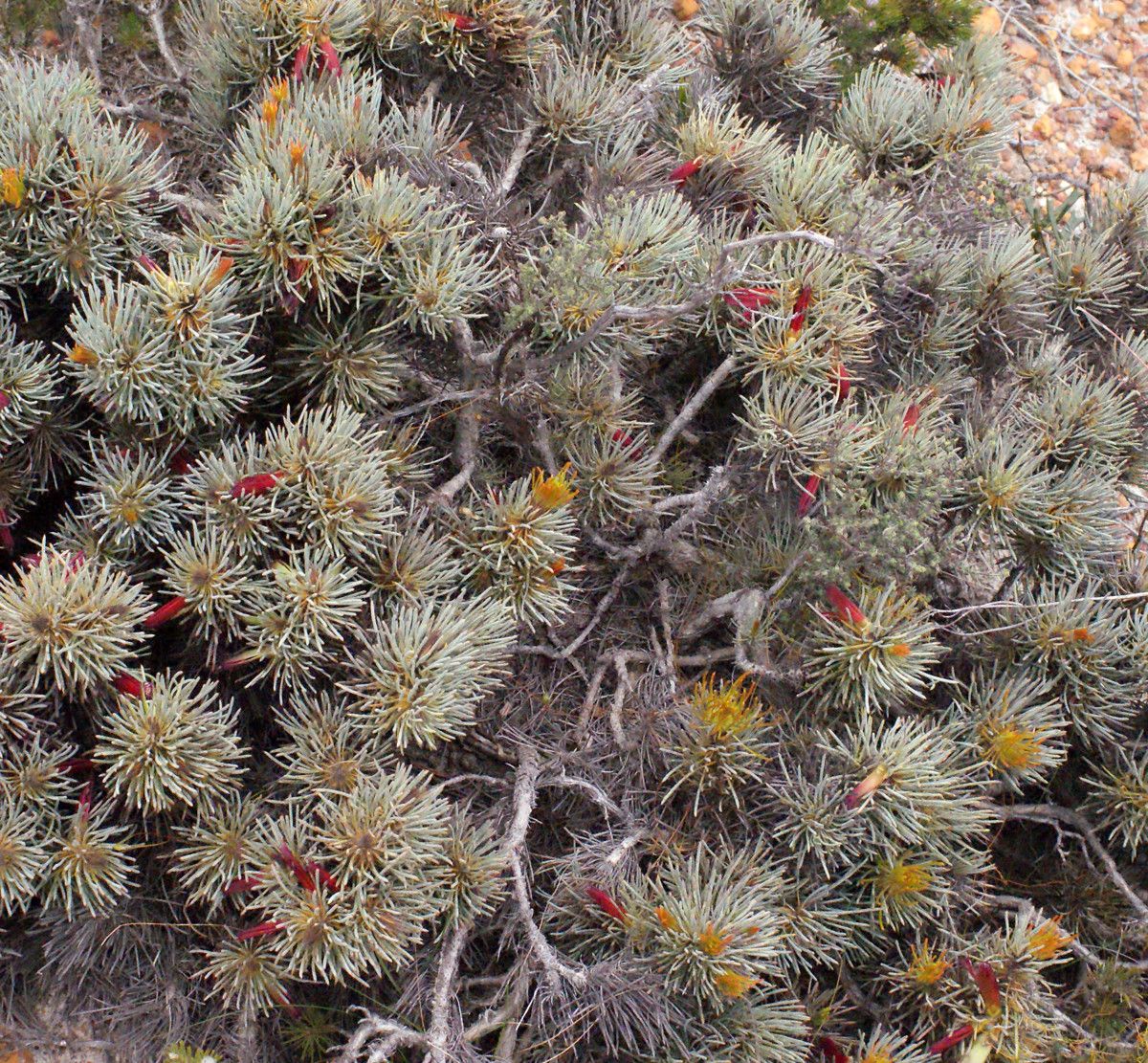 Calothamnus torulosus habit