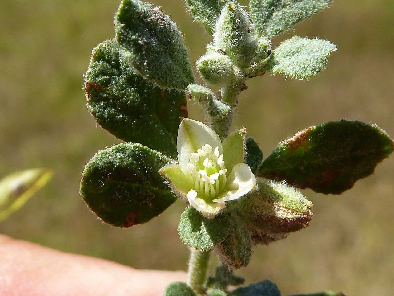 Glinus lotoides flower