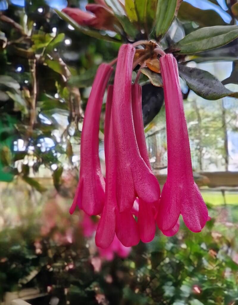 Rhododendron praetervisum flower