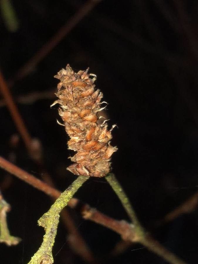 Betula chichibuensis flower