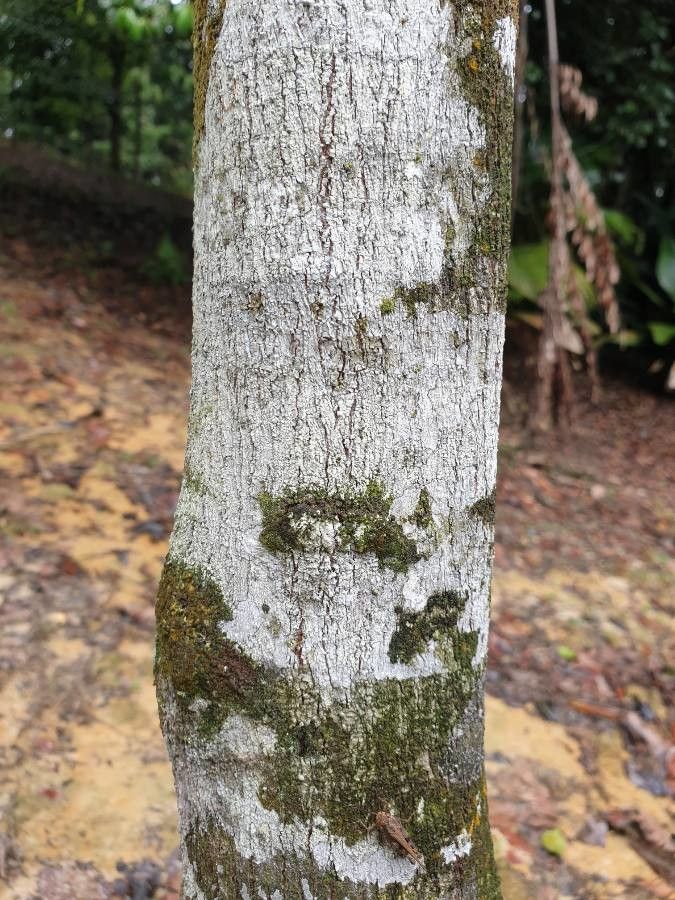 Polyalthia stenopetala bark