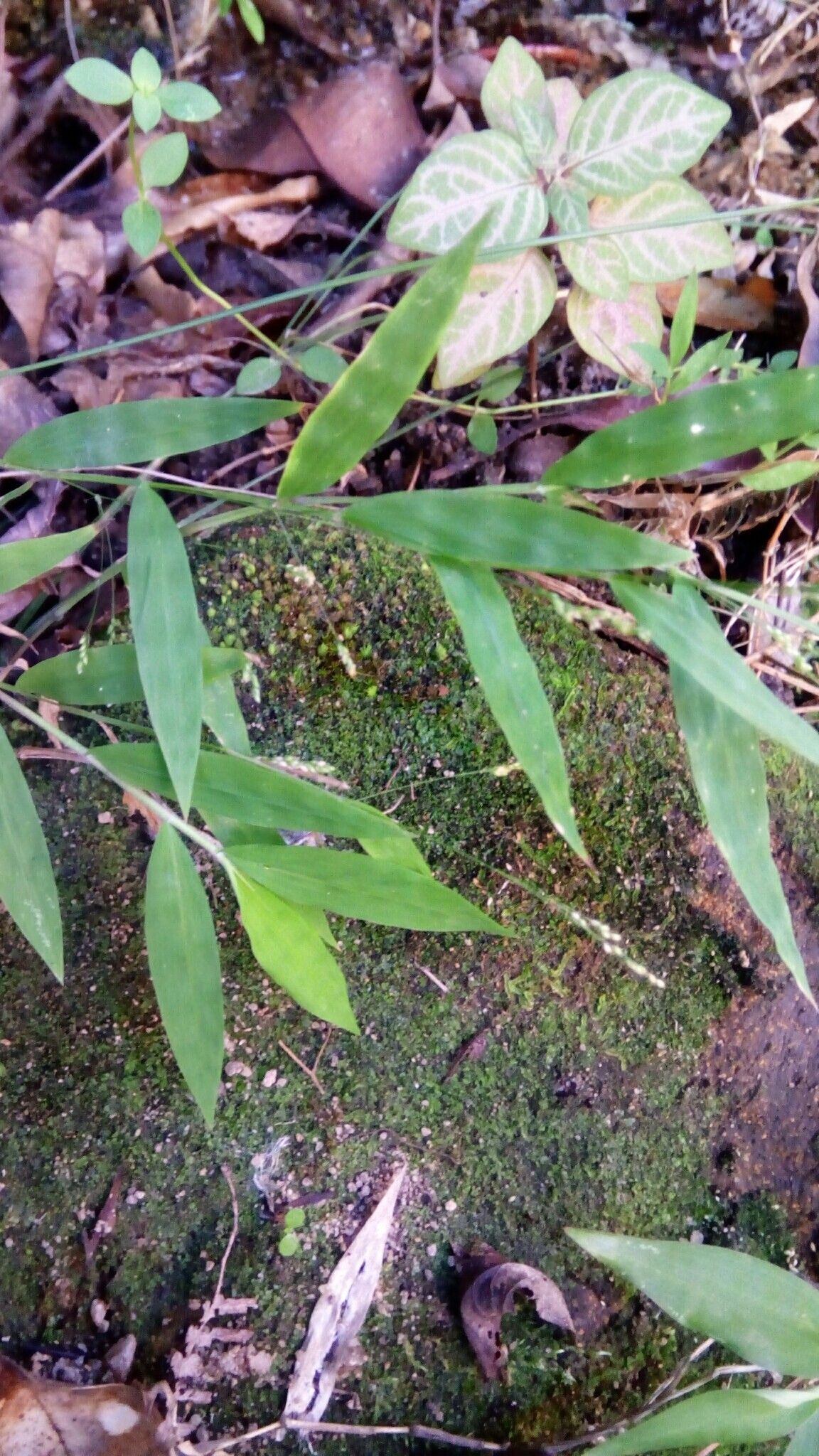 Panicum mitopus habit