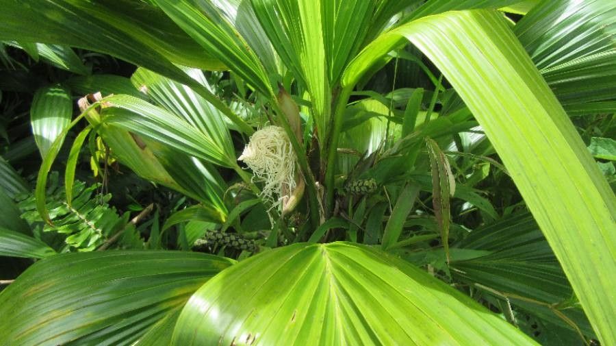 Asplundia rigida flower