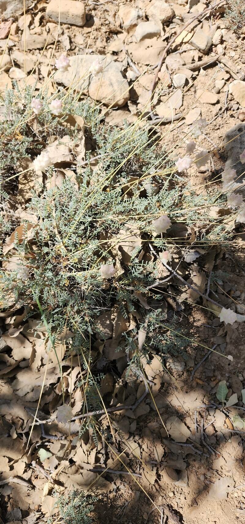 Astragalus cephalanthus habit