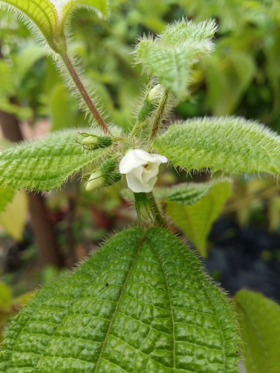 Clidemia hirta flower