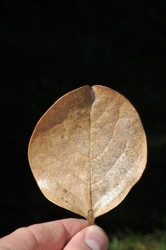 Monimia rotundifolia leaf