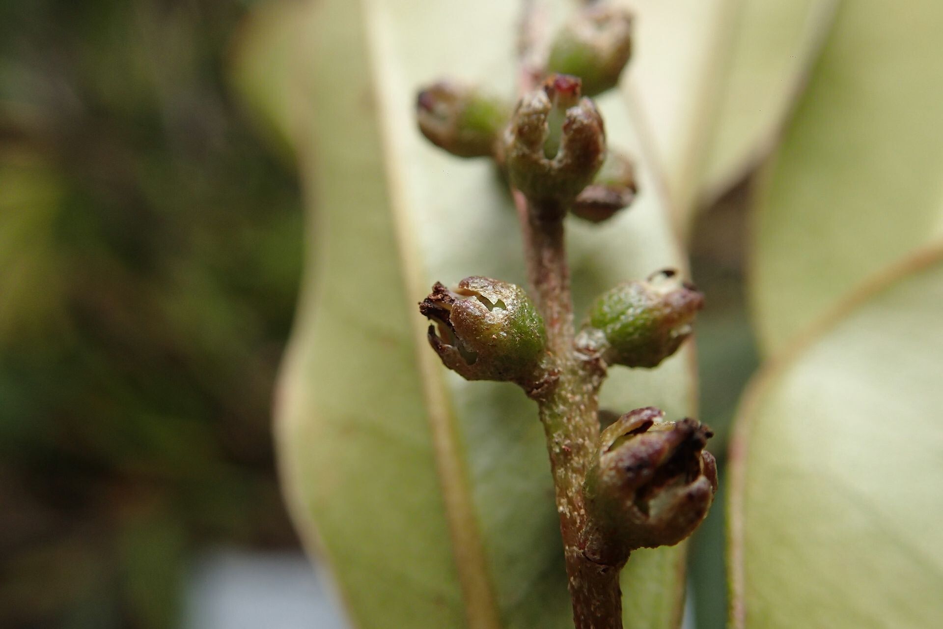 Quintinia sessiliflora fruit