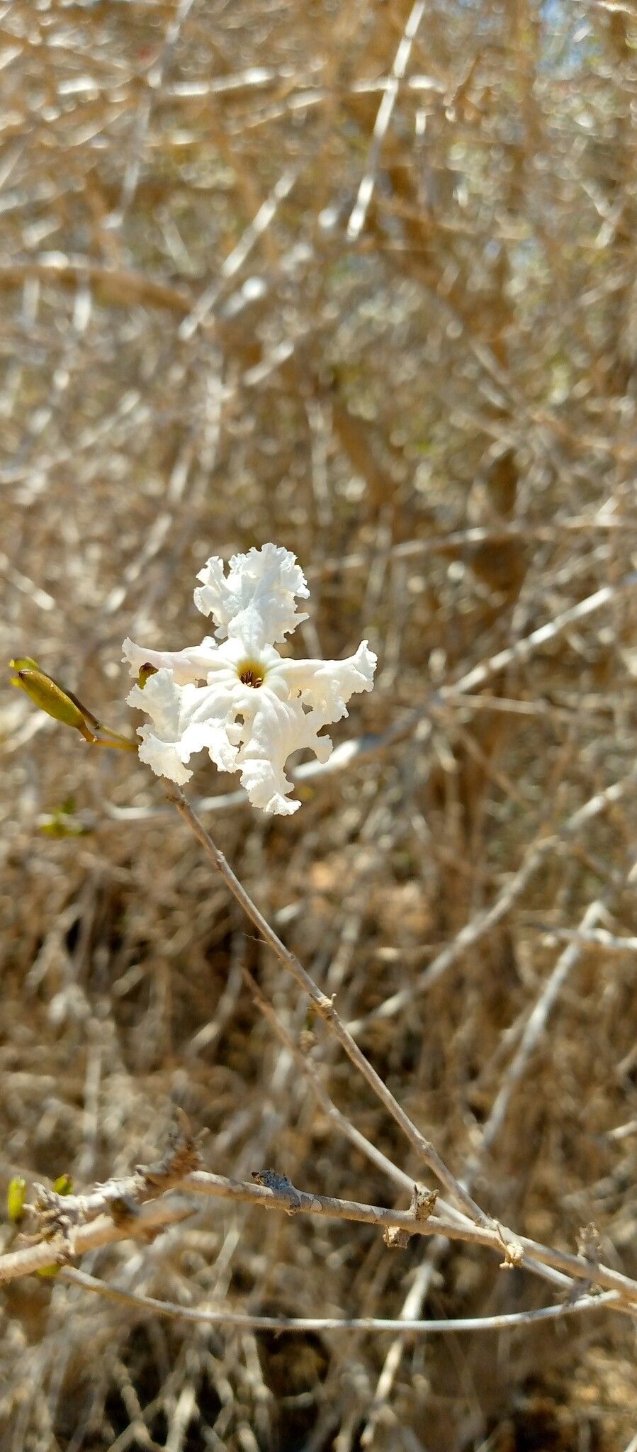 Stereospermum nematocarpum flower