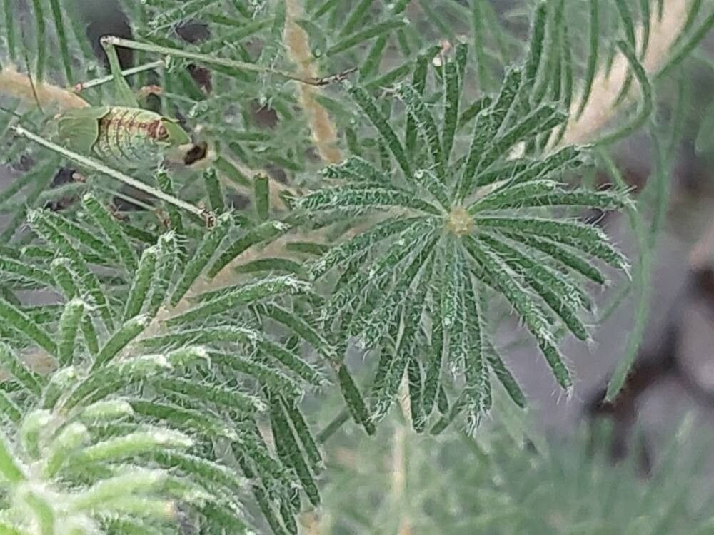 Melaleuca quadrifida leaf