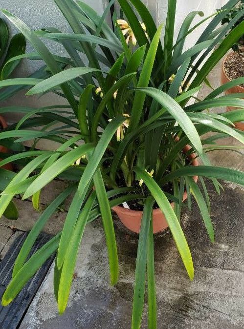 Clivia gardenii habit