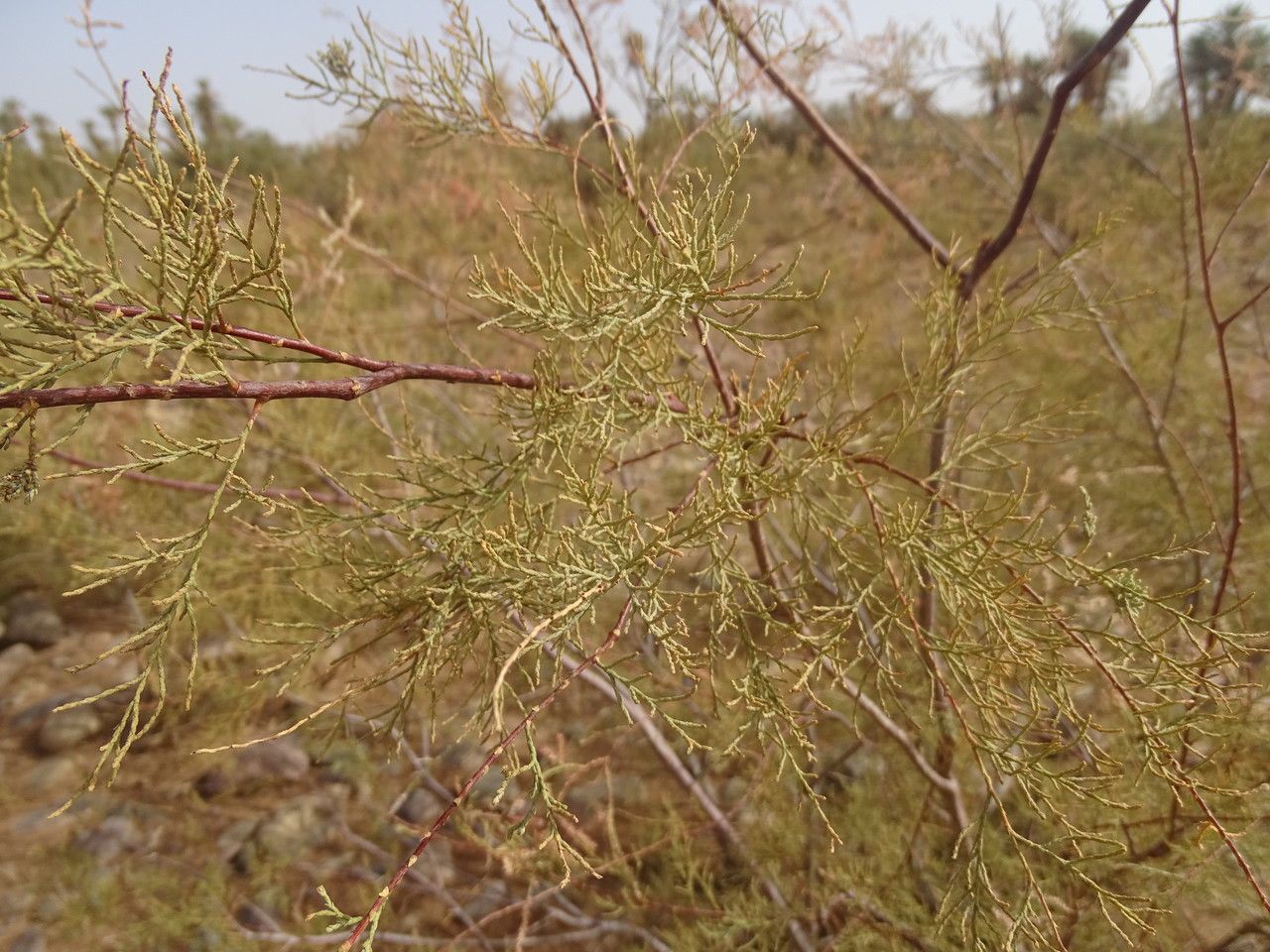 Tamarix amplexicaulis — related species from the same genus