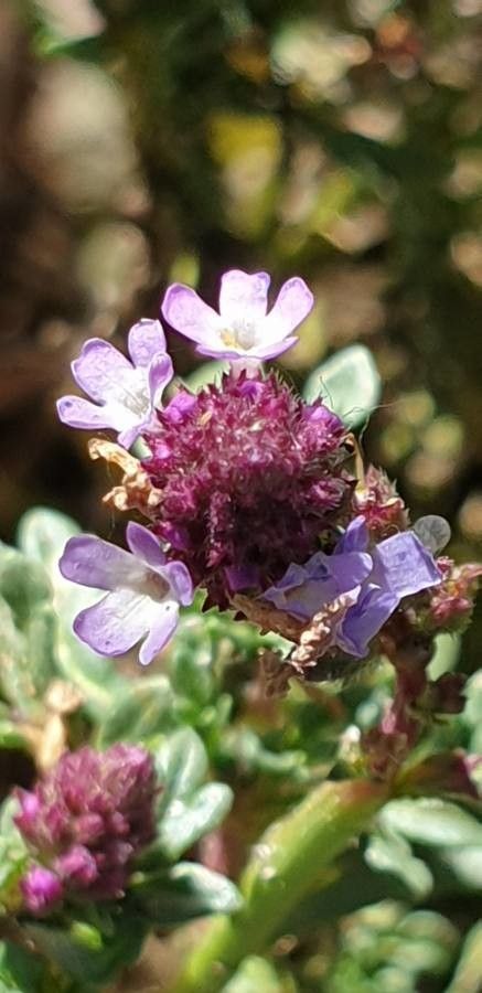 Verbena supina flower