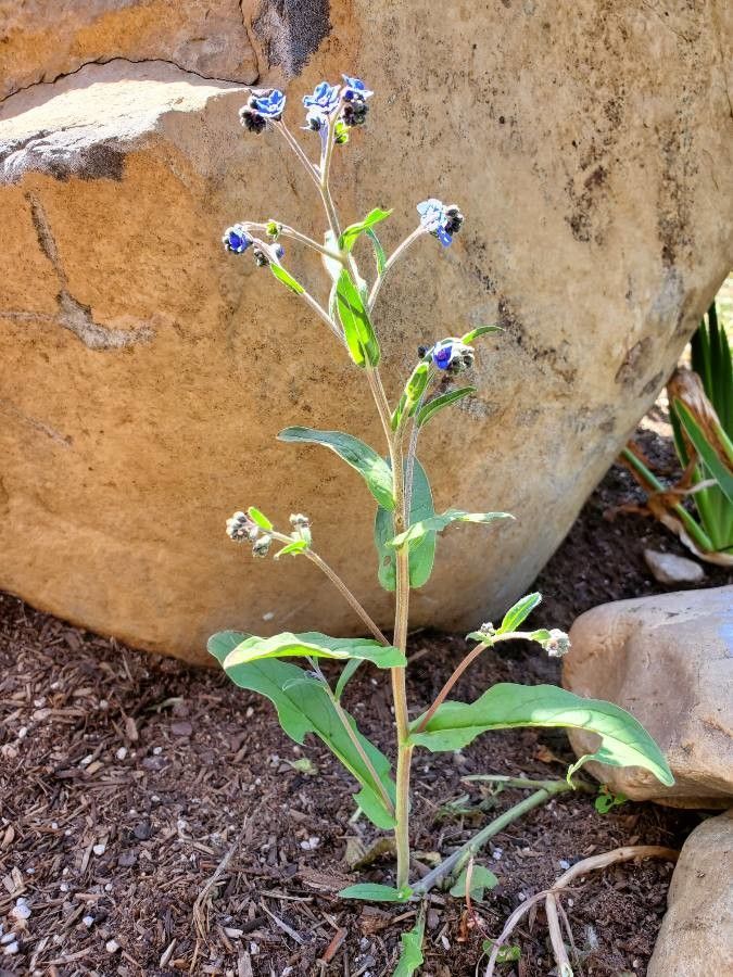 Cynoglossum grande leaf