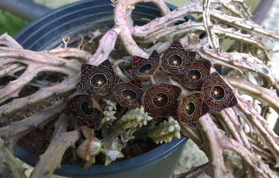 Caralluma crenulata — related species from the same genus