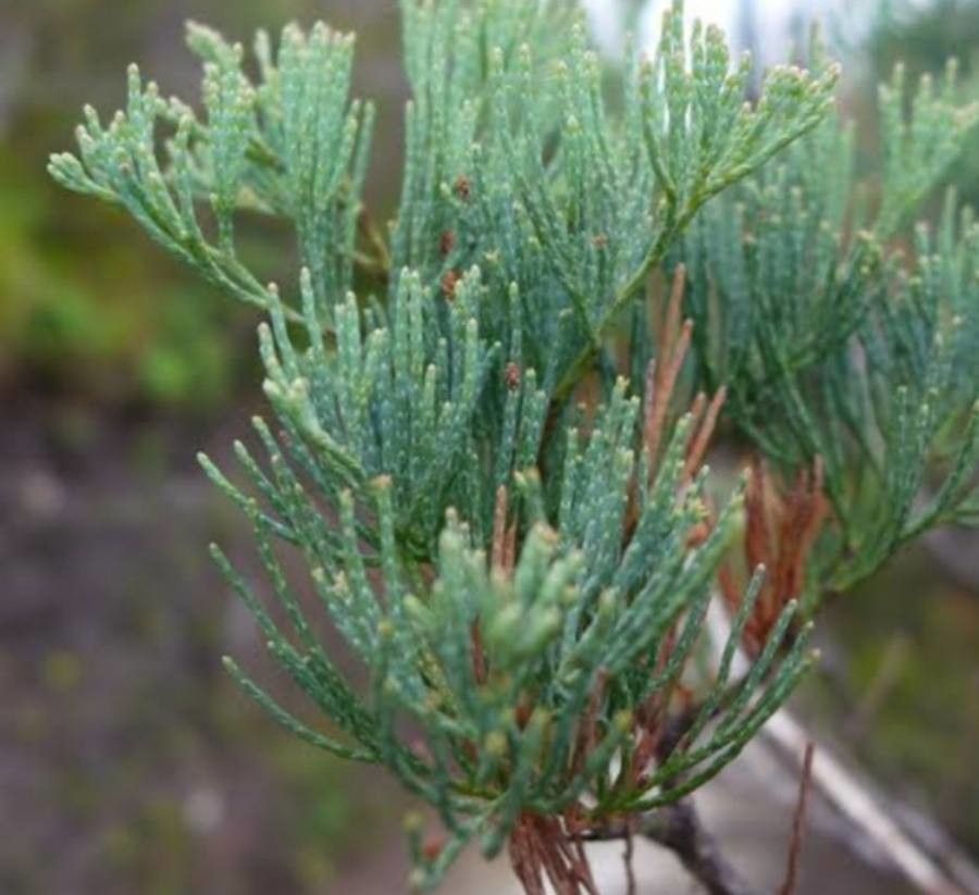 Callitris monticola — search result for 'Cupressaceae'