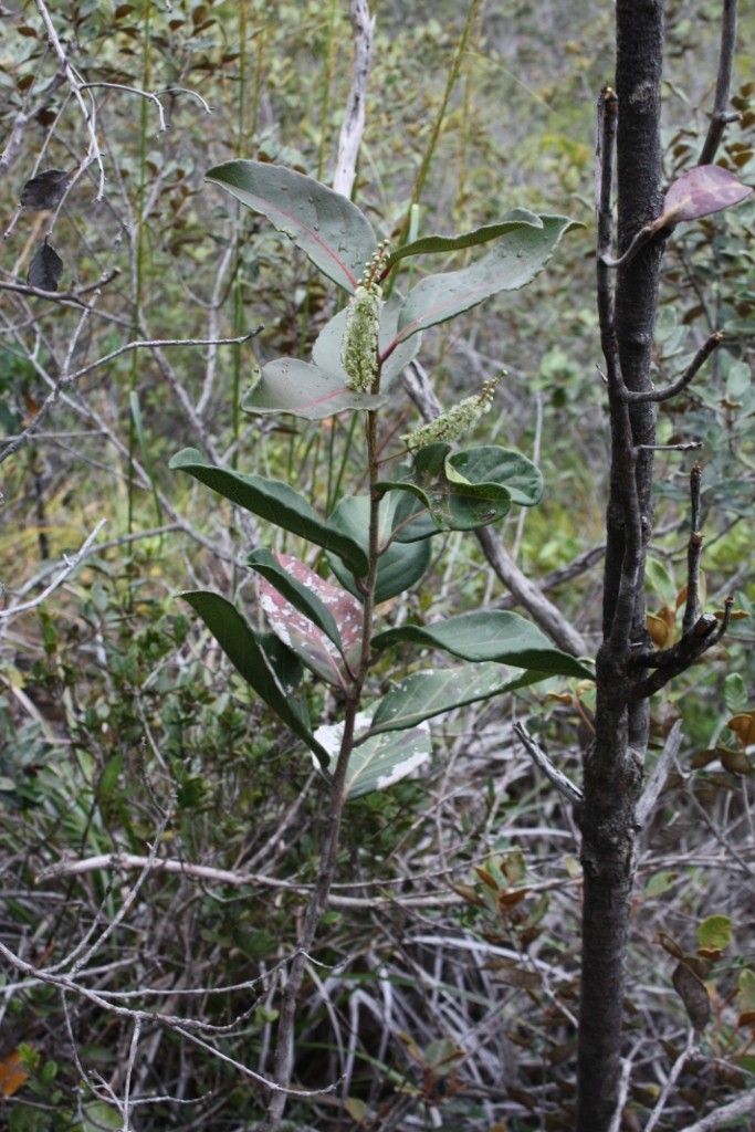 Homalium rubrocostatum habit