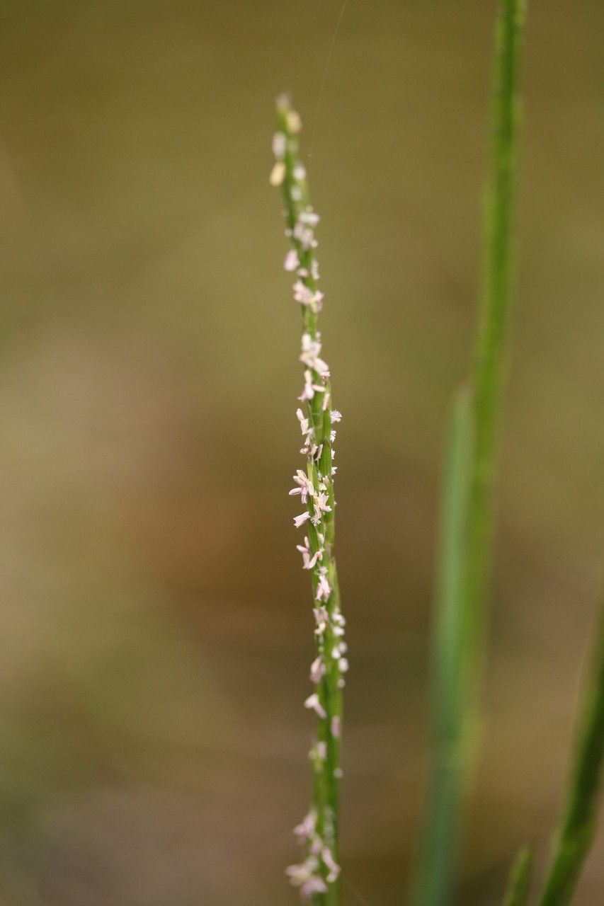 Parapholis strigosa flower