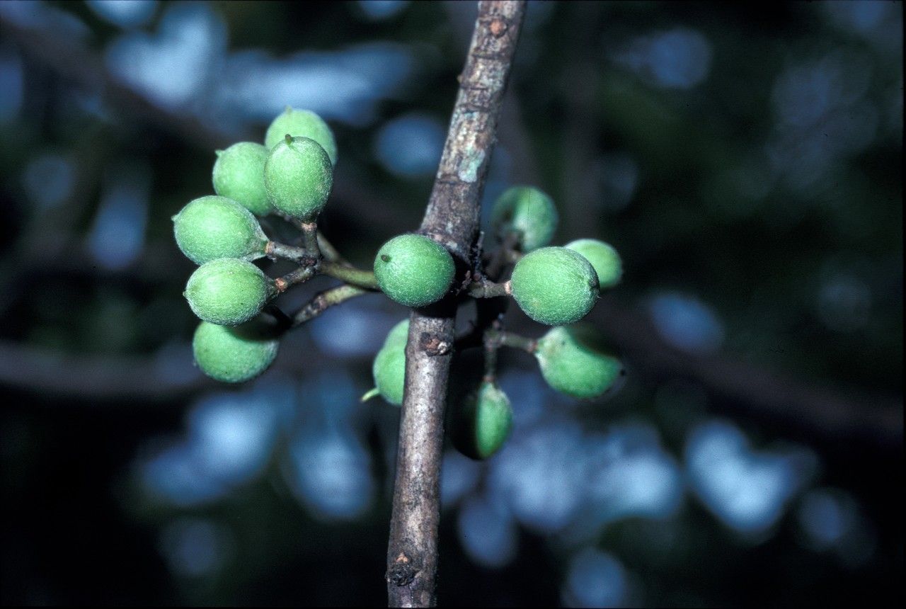 Pittosporum resiniferum — search result for 'Pittosporum'