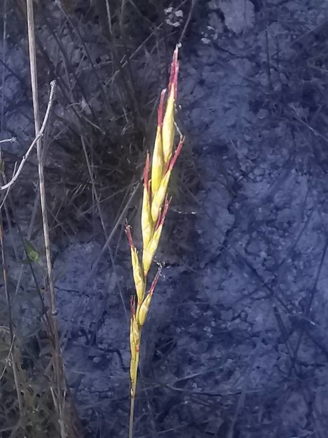 Helictochloa bromoides flower