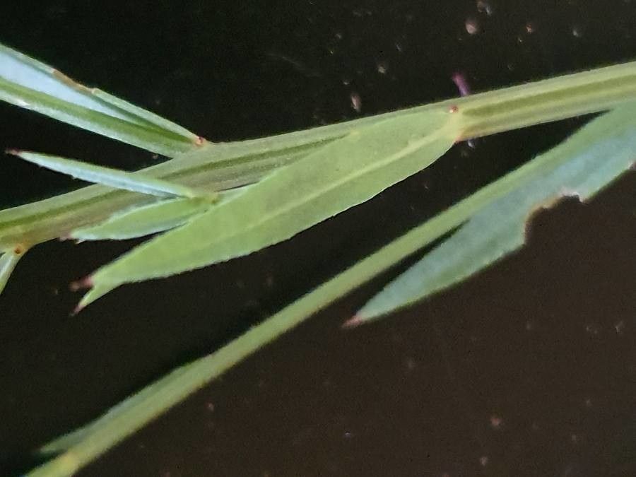 Linum volkensii — search result for 'Linum'