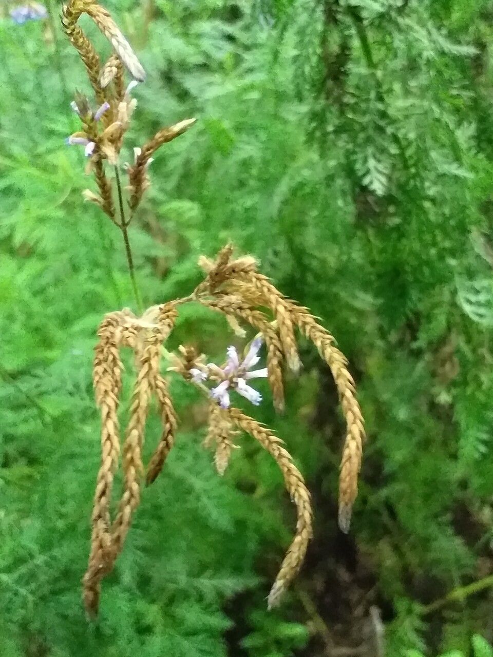 Lavandula canariensis fruit