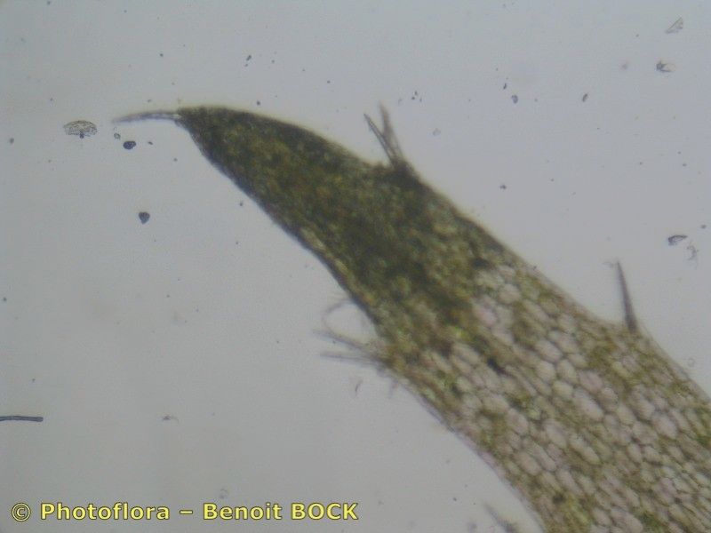 Utricularia stygia other