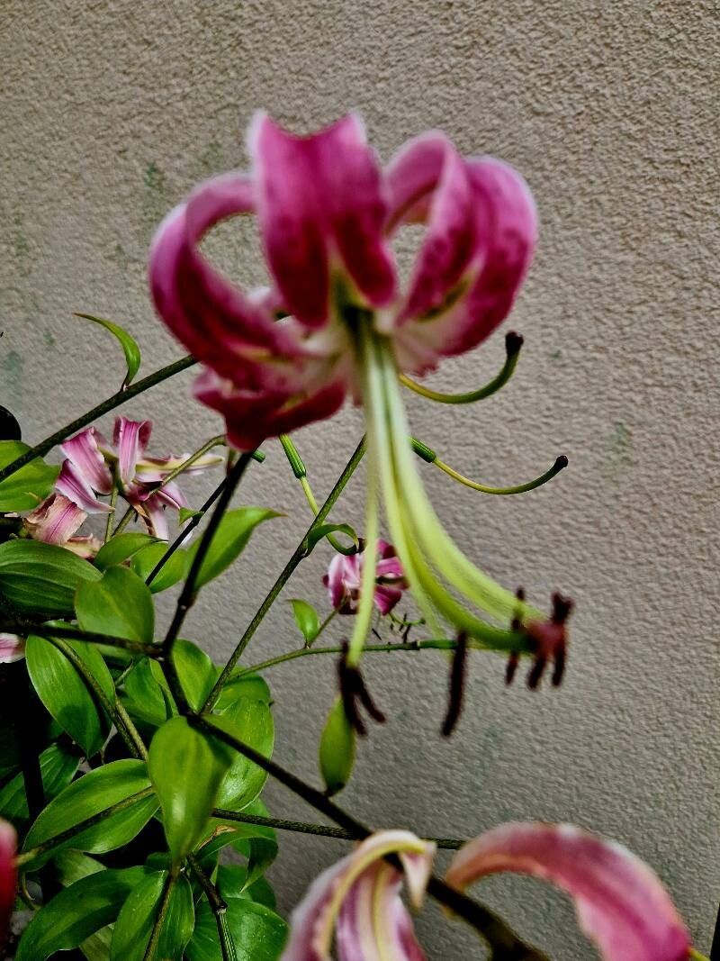 Lilium speciosum flower