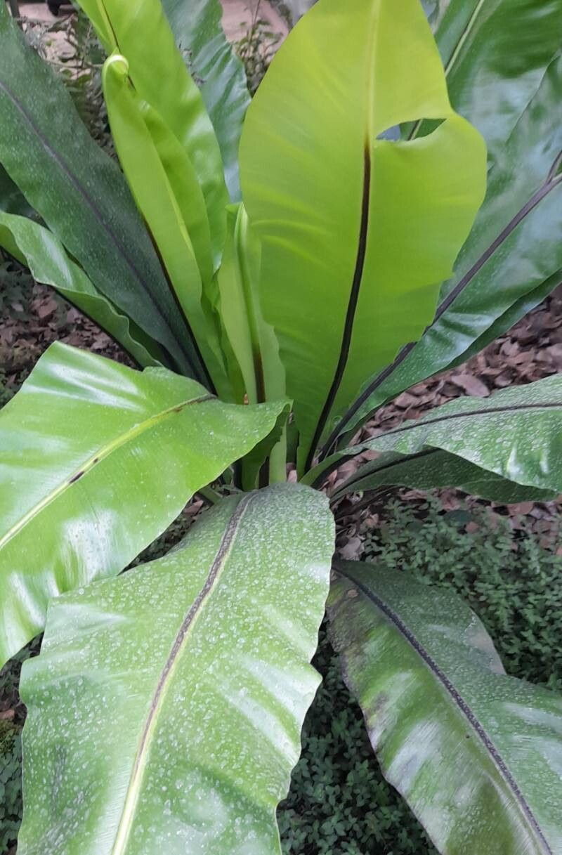 Asplenium australasicum habit