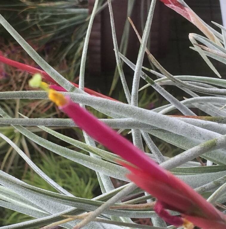 Tillandsia glabrior — houseplant care guide