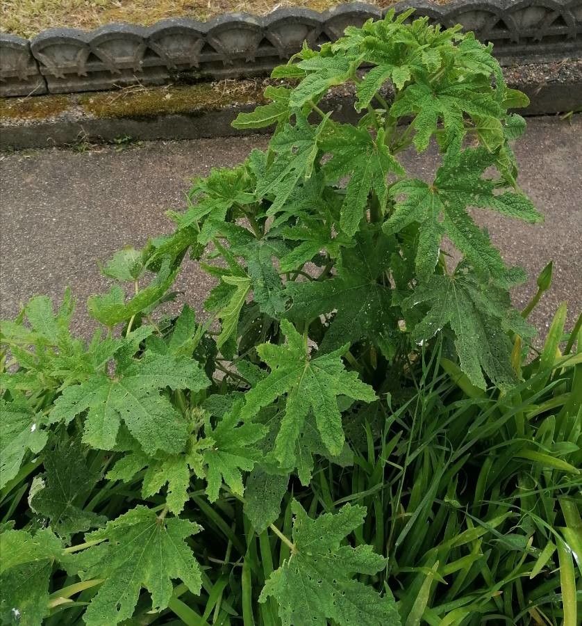 Lavatera bryoniifolia bark
