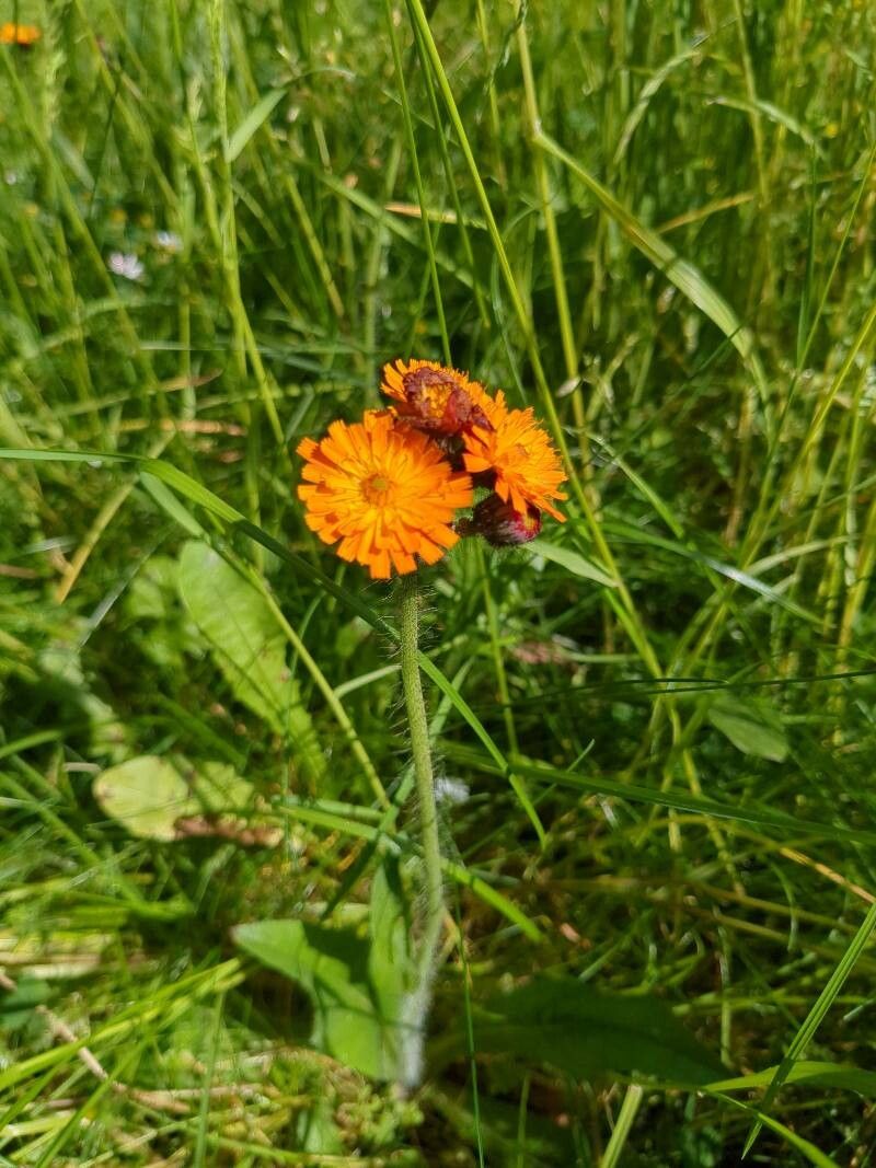 Pilosella guthnikiana — search result for 'Pilosella'