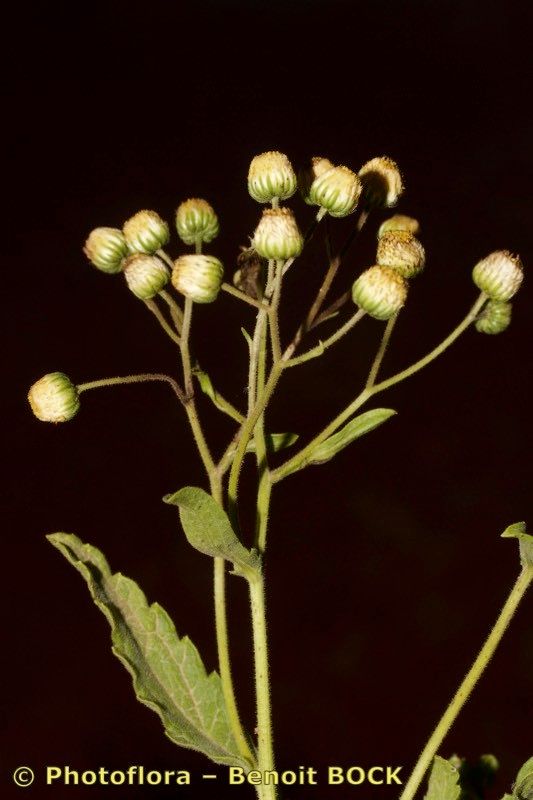 Conyza pannosa other