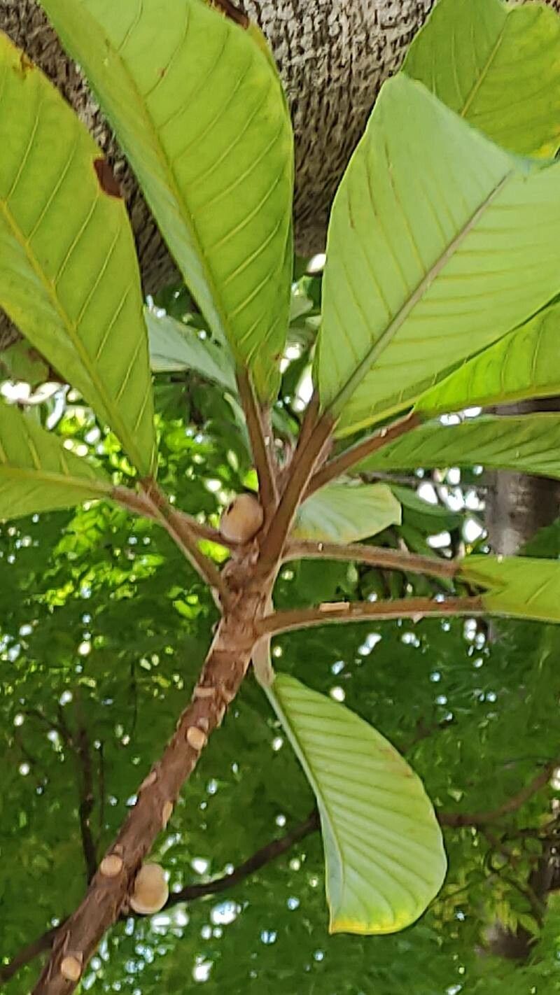 Ficus saussureana fruit