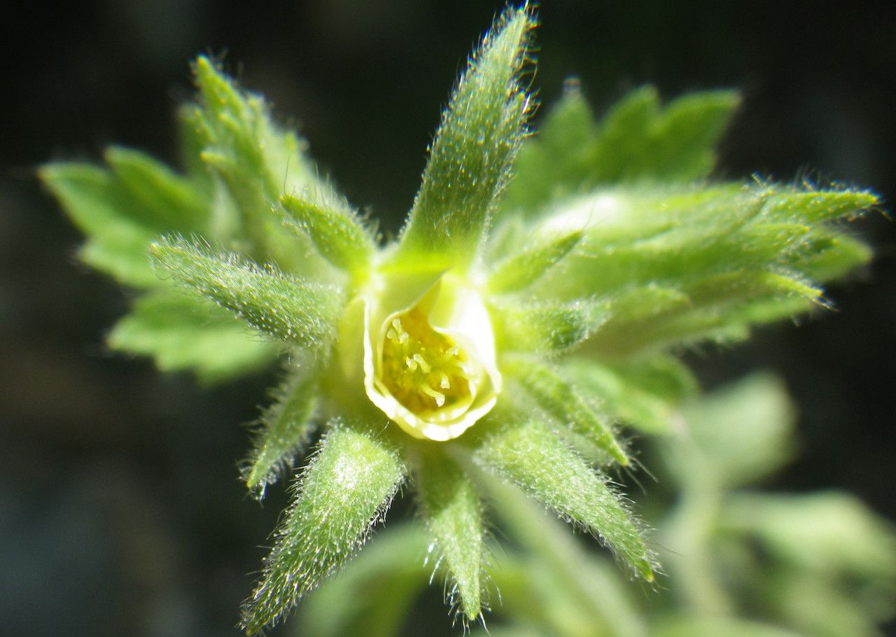 Geum heterocarpum flower