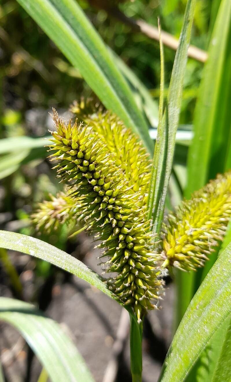Carex excelsa fruit