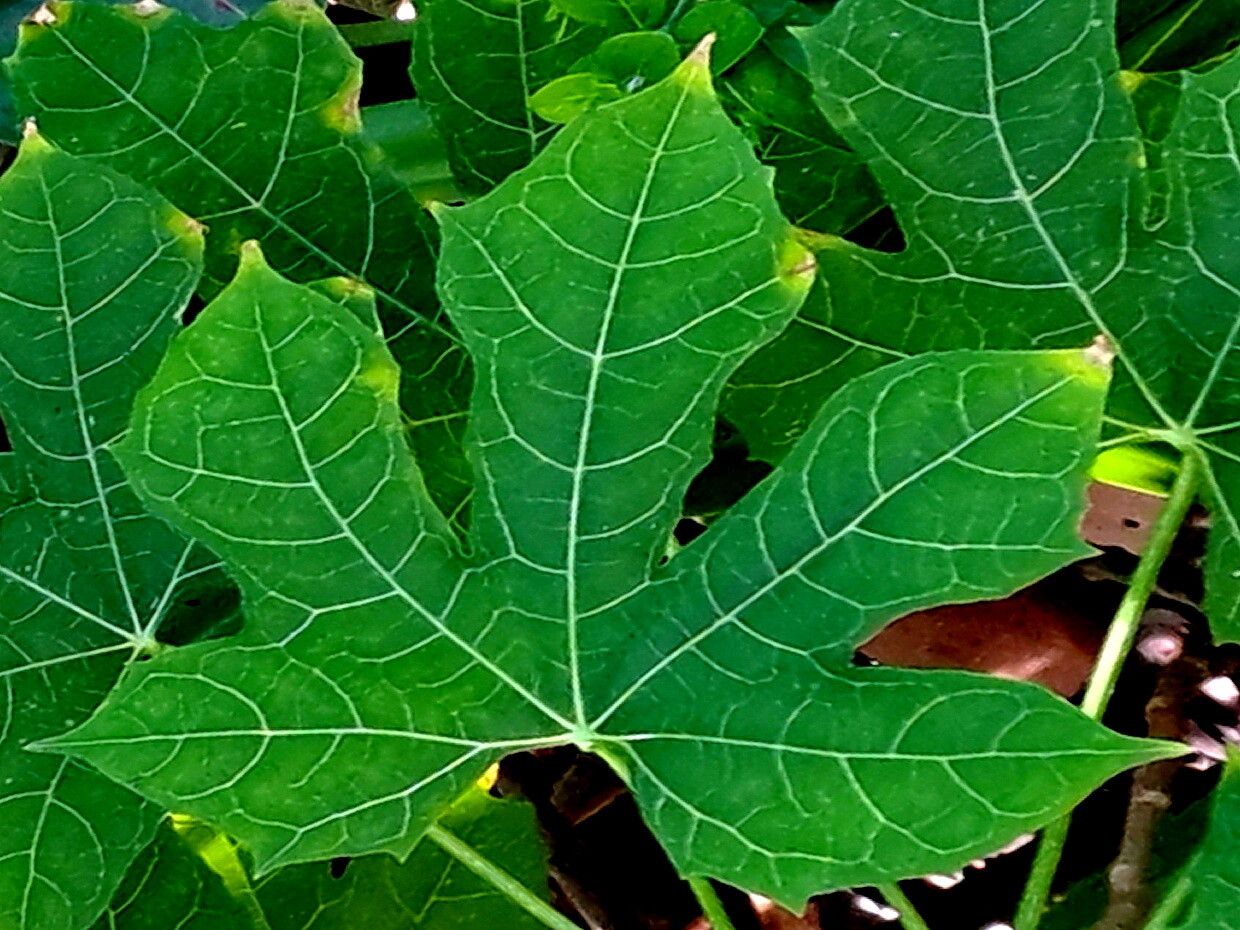 Cnidoscolus souzae — houseplant care guide