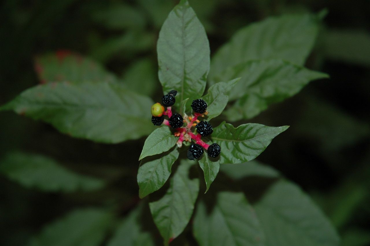 Pleuropetalum darwinii — houseplant care guide