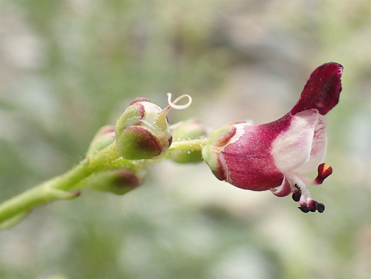 Scrophularia canina fruit